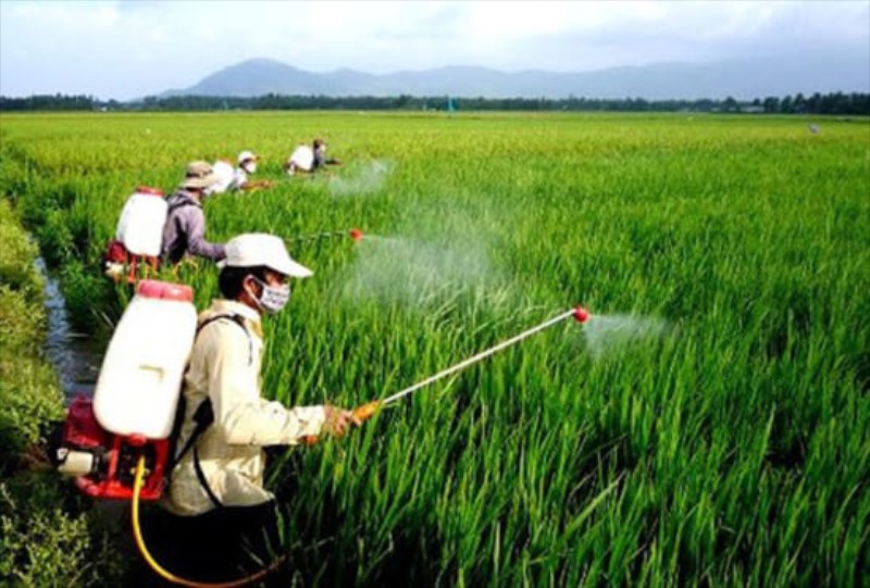 Thông báo Tiếp tục phòng trừ sâu bệnh hại lúa vụ vụ Đông Xuân 2023-2024
